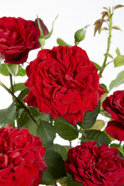 3x - Rosa Crazy in love &