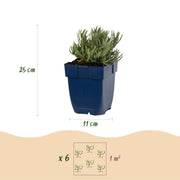 Lavandula ang. Rosea - Lavendel - Geurend - Roze - 6 Planten