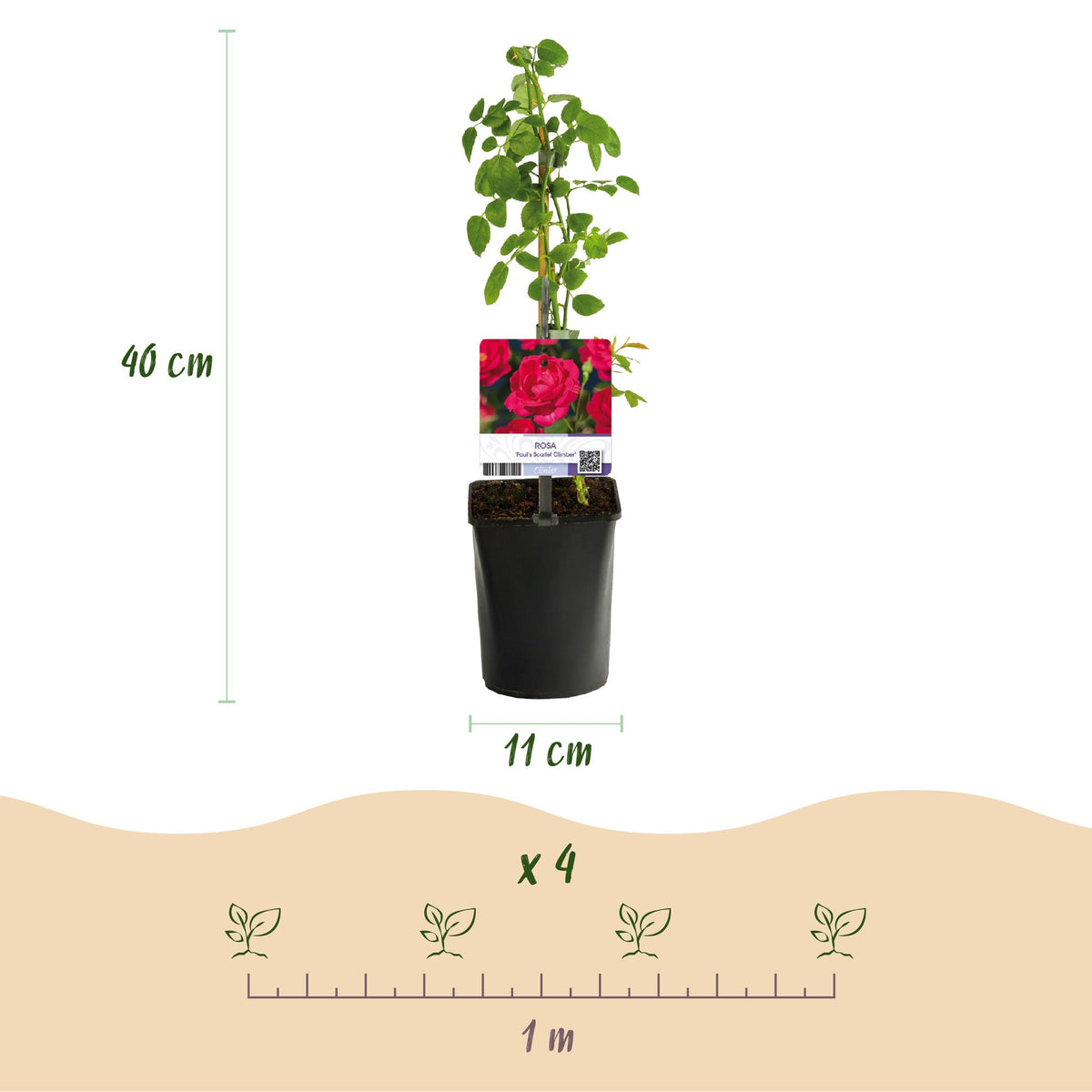 Rosa Paul Scarlet Climber, groene bladeren