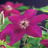 Clematis Westerplatte