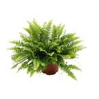 Detailfoto van Nephrolepis Boston Green Moment