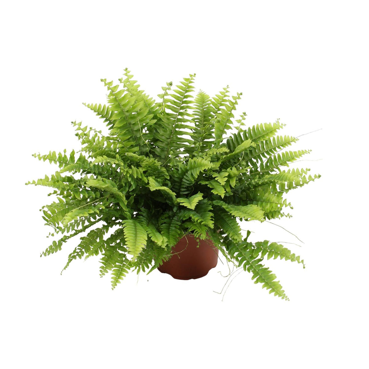 Detailfoto van Nephrolepis Boston Green Moment