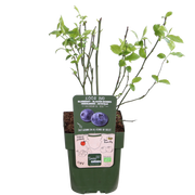 Vaccinium corymbosum &