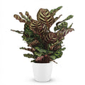Pauwenplant (Calathea Makoyana) met witte pot, plant in pot