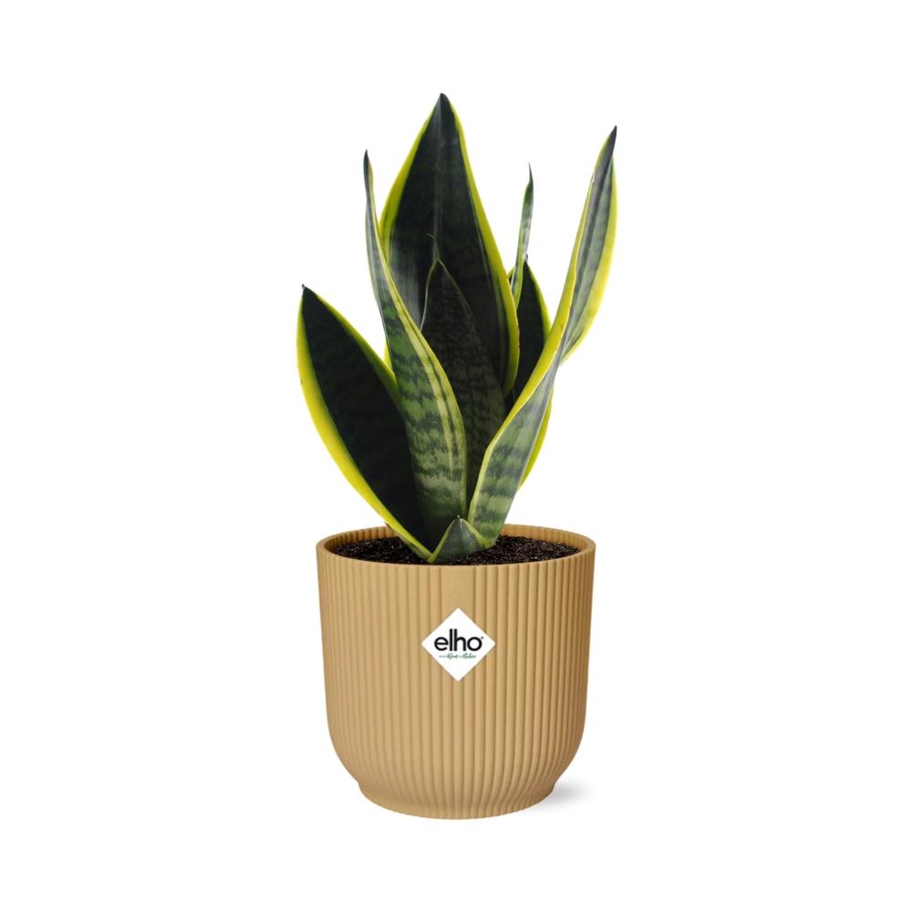 Detailfoto van Sansevieria Futura Superba in ELHO Vibes Fold 14cm geel