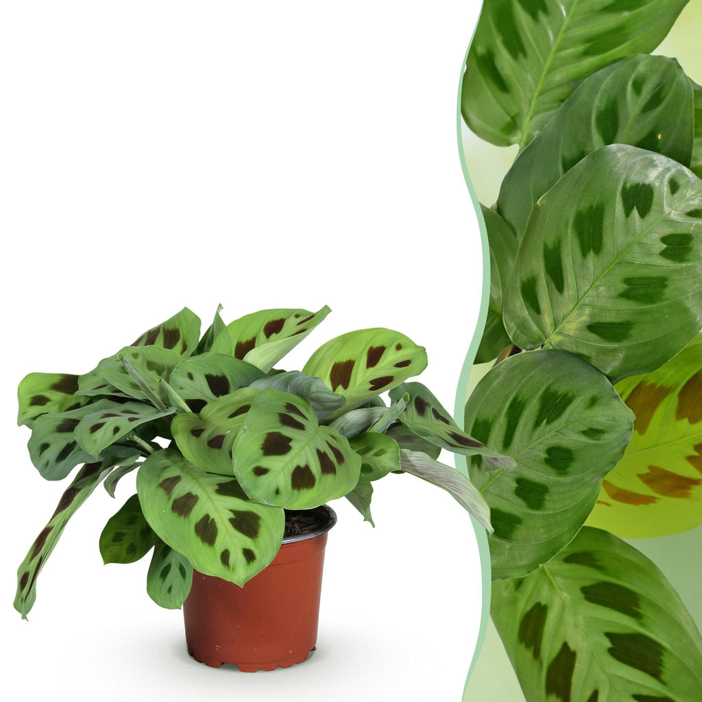 Maranta Fascinator Kerchoveana, detail van het blad