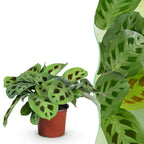 Maranta Fascinator Kerchoveana, detail van het blad