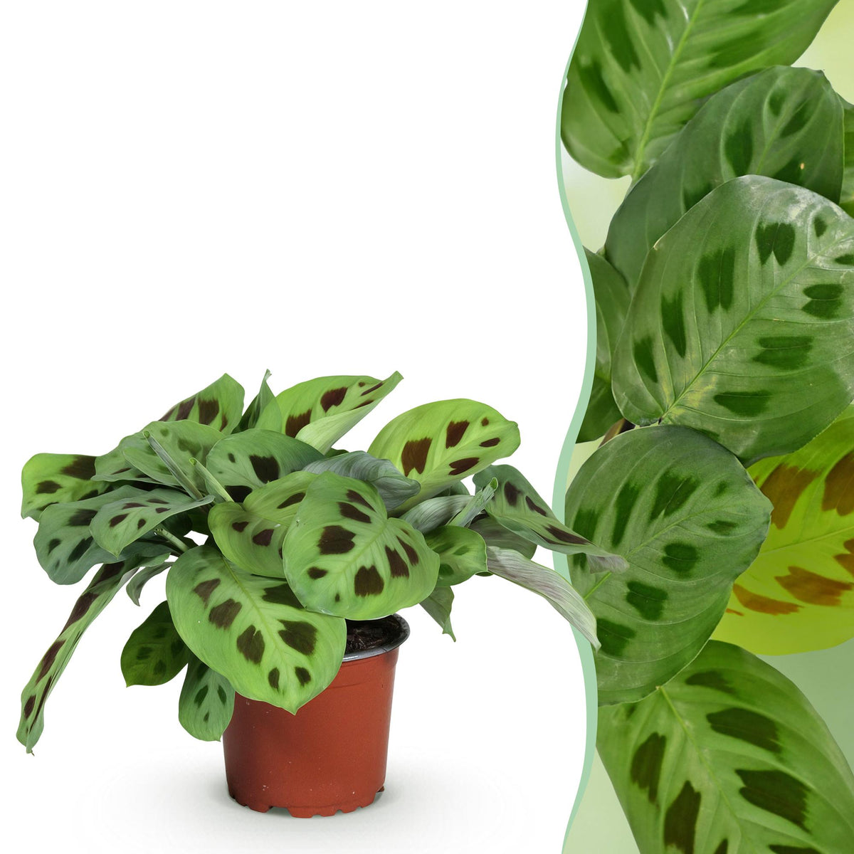 Maranta Fascinator Kerchoveana, detail van het blad