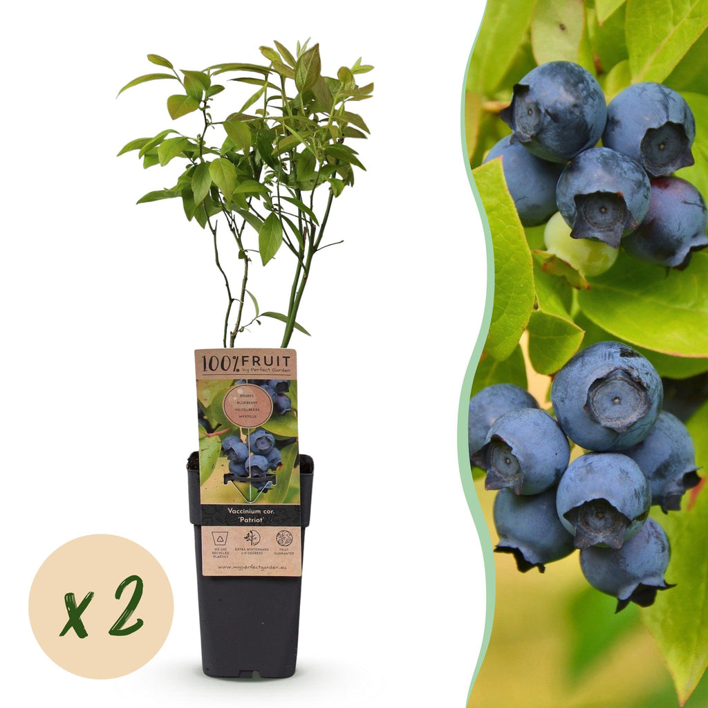 2x Bosbes Patriot, detail van het blad