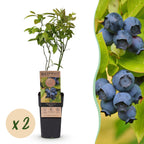 2x Bosbes Patriot, detail van het blad