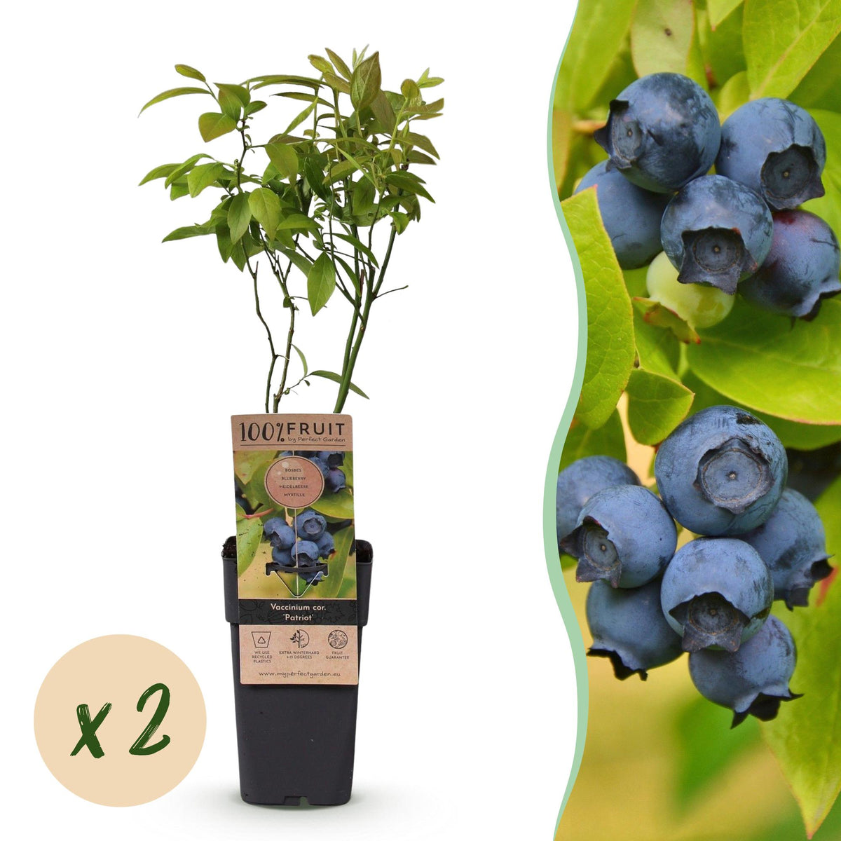 2x Bosbes Patriot, detail van het blad