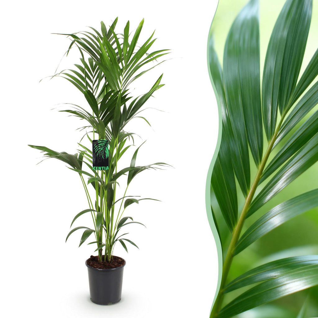 Howea Forsteriana, detail van het blad