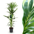 Howea Forsteriana, detail van het blad