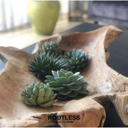 Rootless Echeveria medium mix - kweekdoos