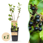 2x Bessenplant Titania, plant in pot