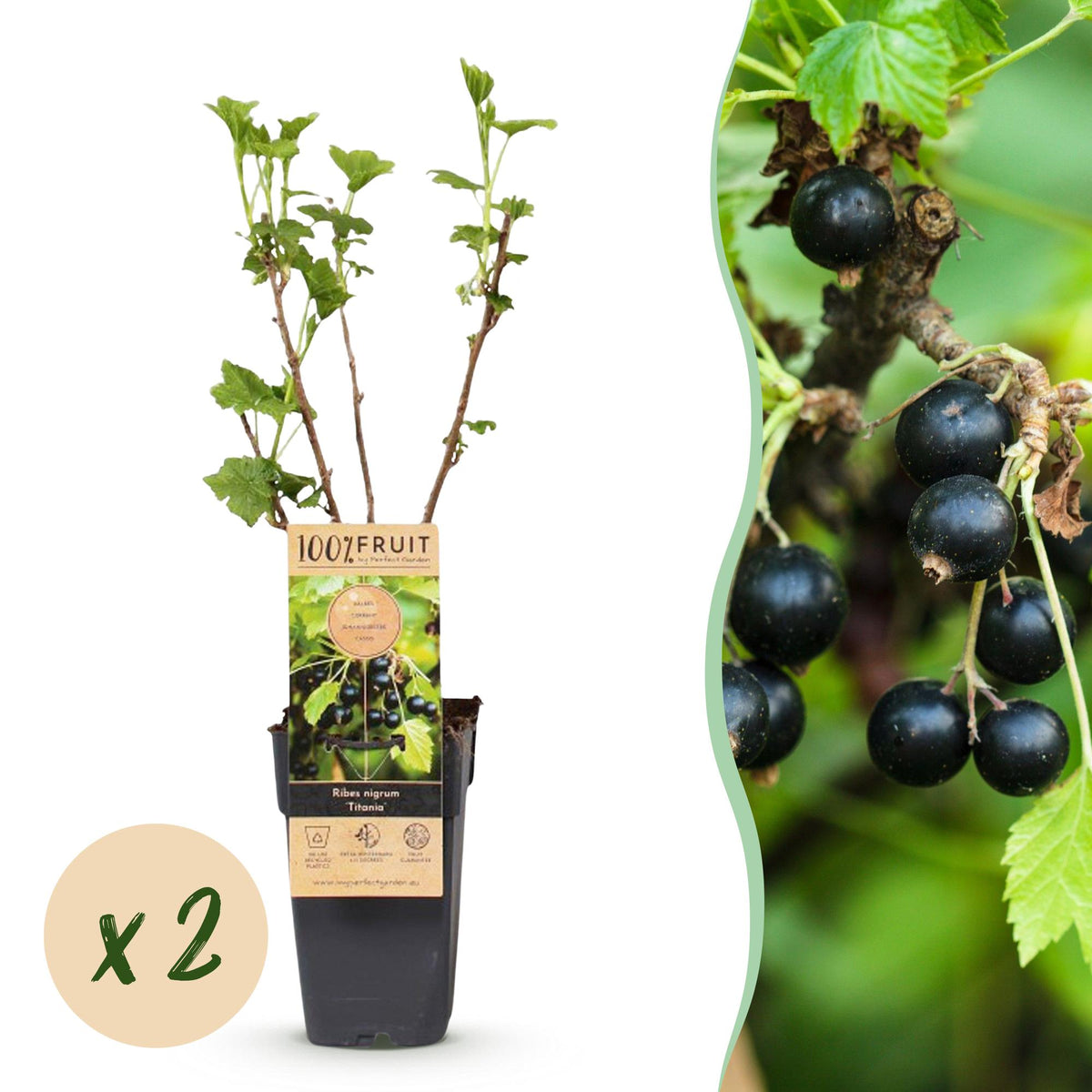 2x Bessenplant Titania, plant in pot