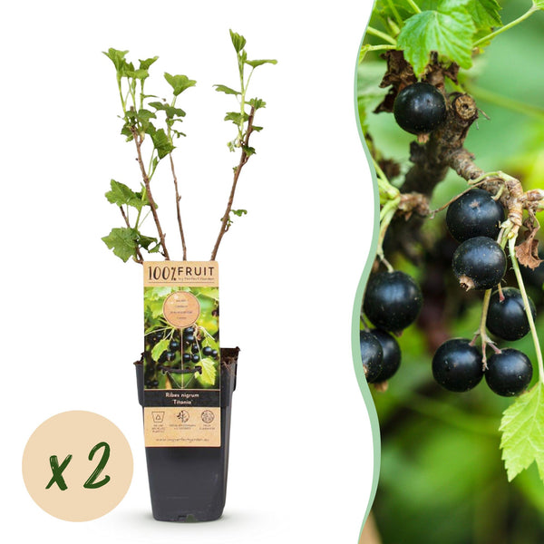 2x Bessenplant Titania