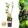 2x Bessenplant Titania