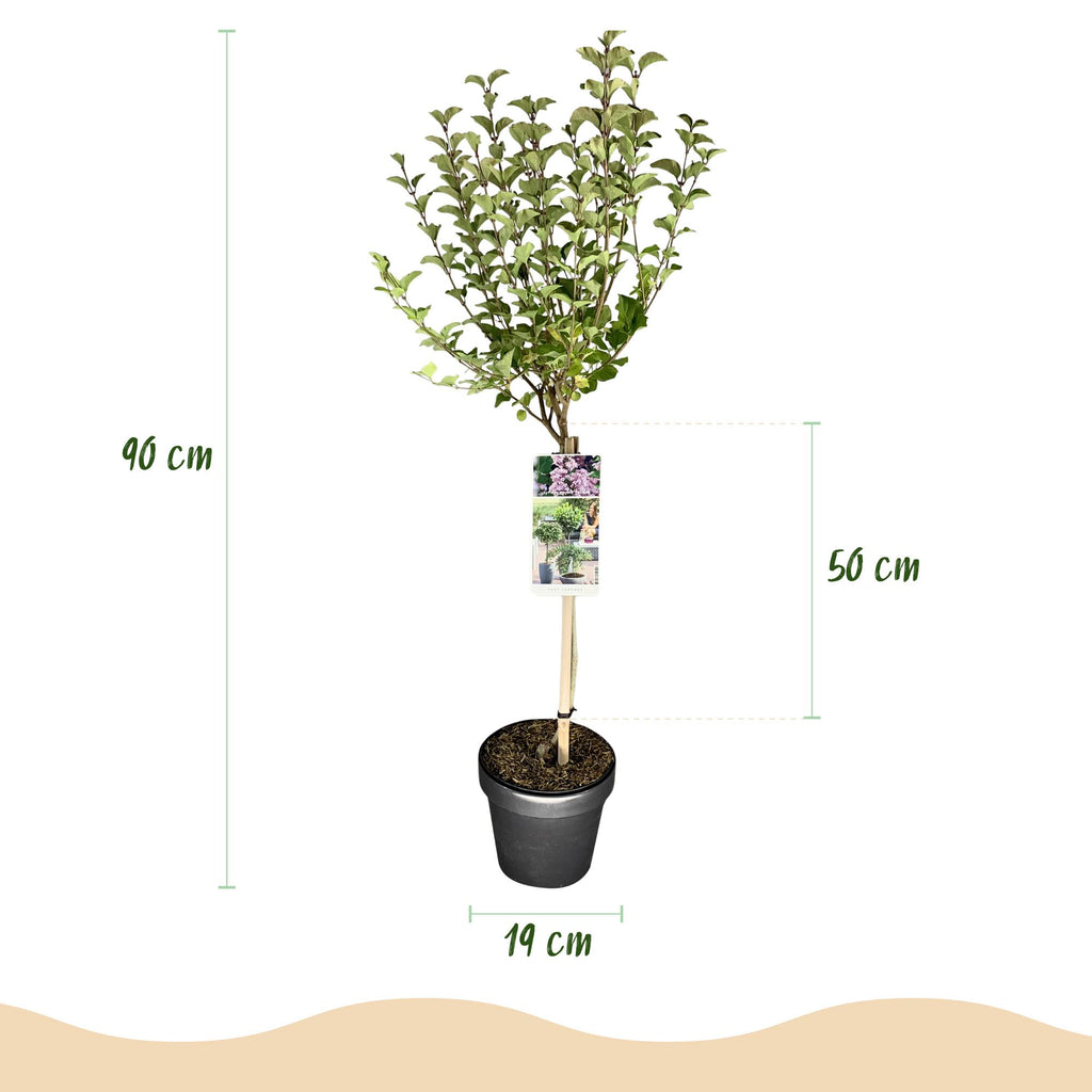 Syringa meyeri Palibin, groene bladeren