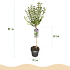 Syringa meyeri Palibin, groene bladeren