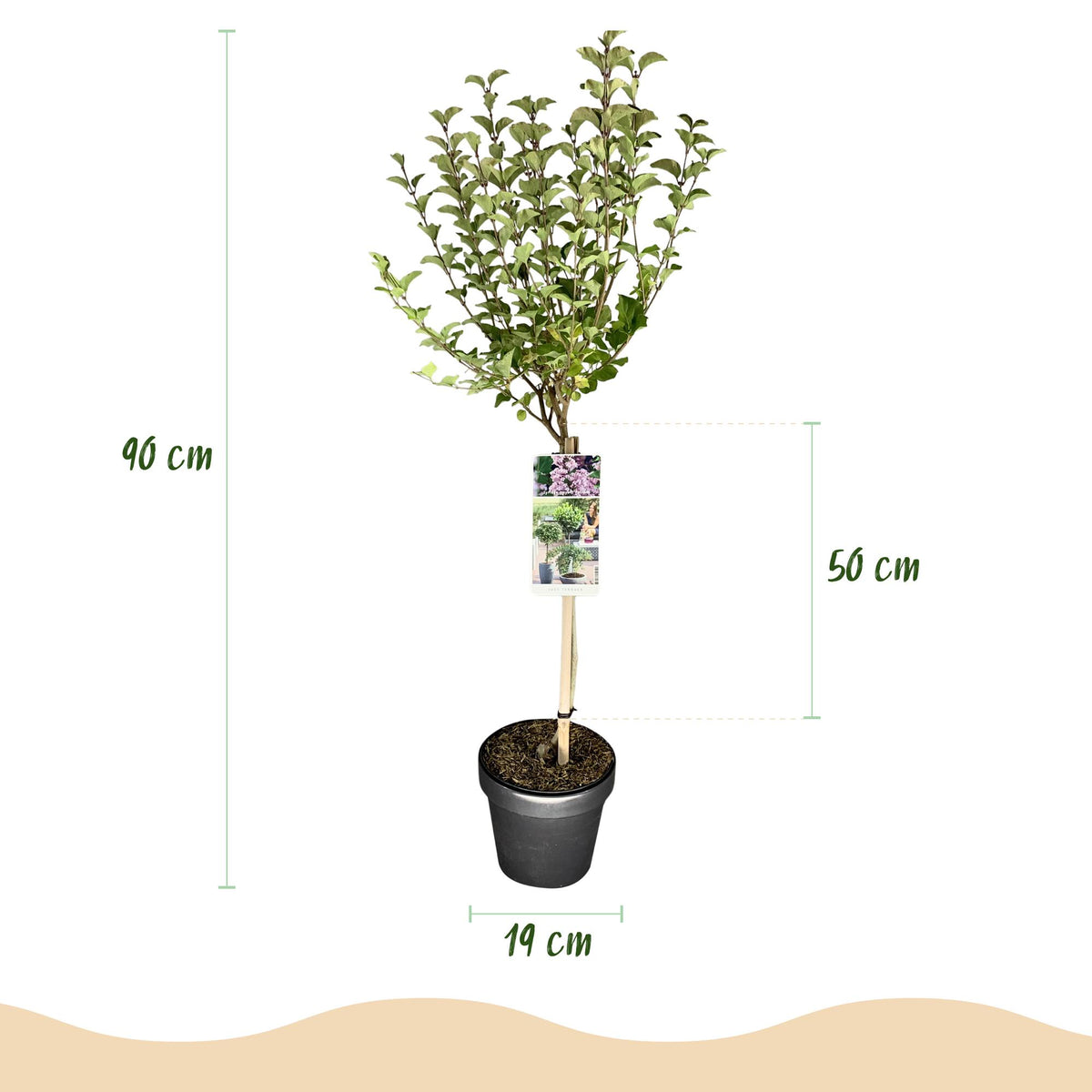 Syringa meyeri Palibin, groene bladeren