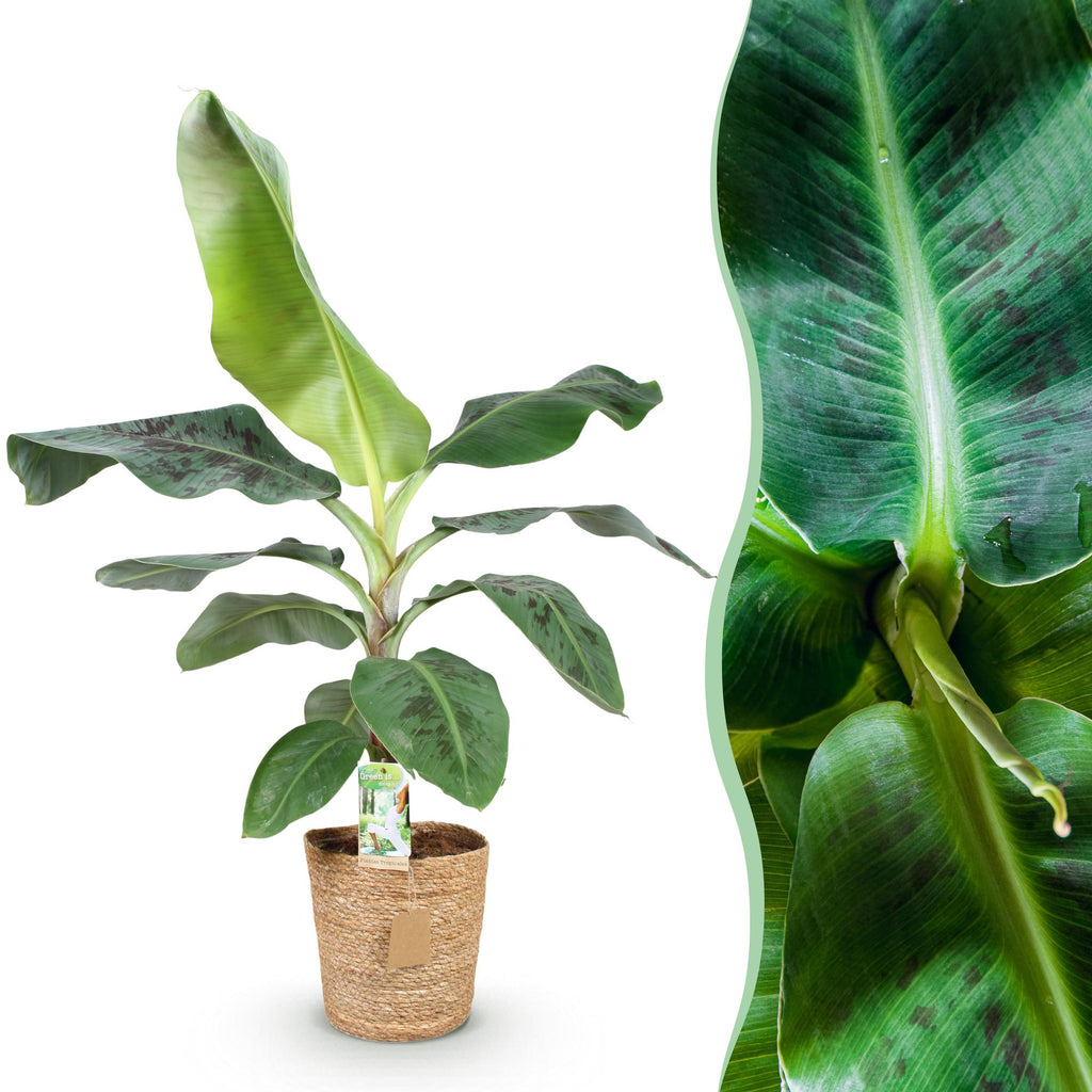 Musa acuminata Dwarf Cavendisch, detail van het blad