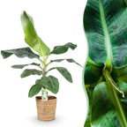 Musa acuminata Dwarf Cavendisch, detail van het blad