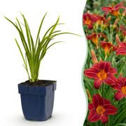 Daglelie Autumn Red, met rode bloemen