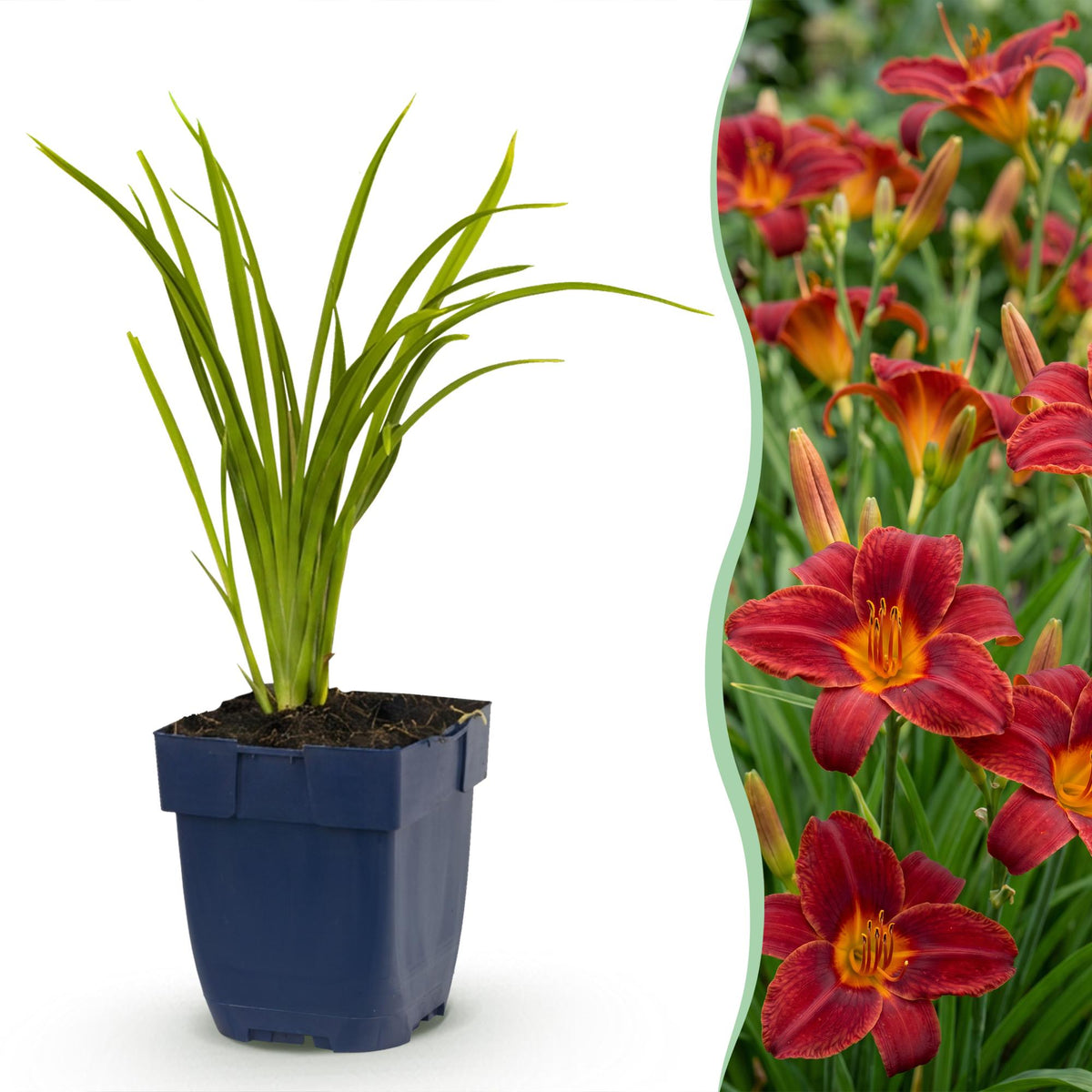Daglelie Autumn Red, met rode bloemen, geschikte tuinplant