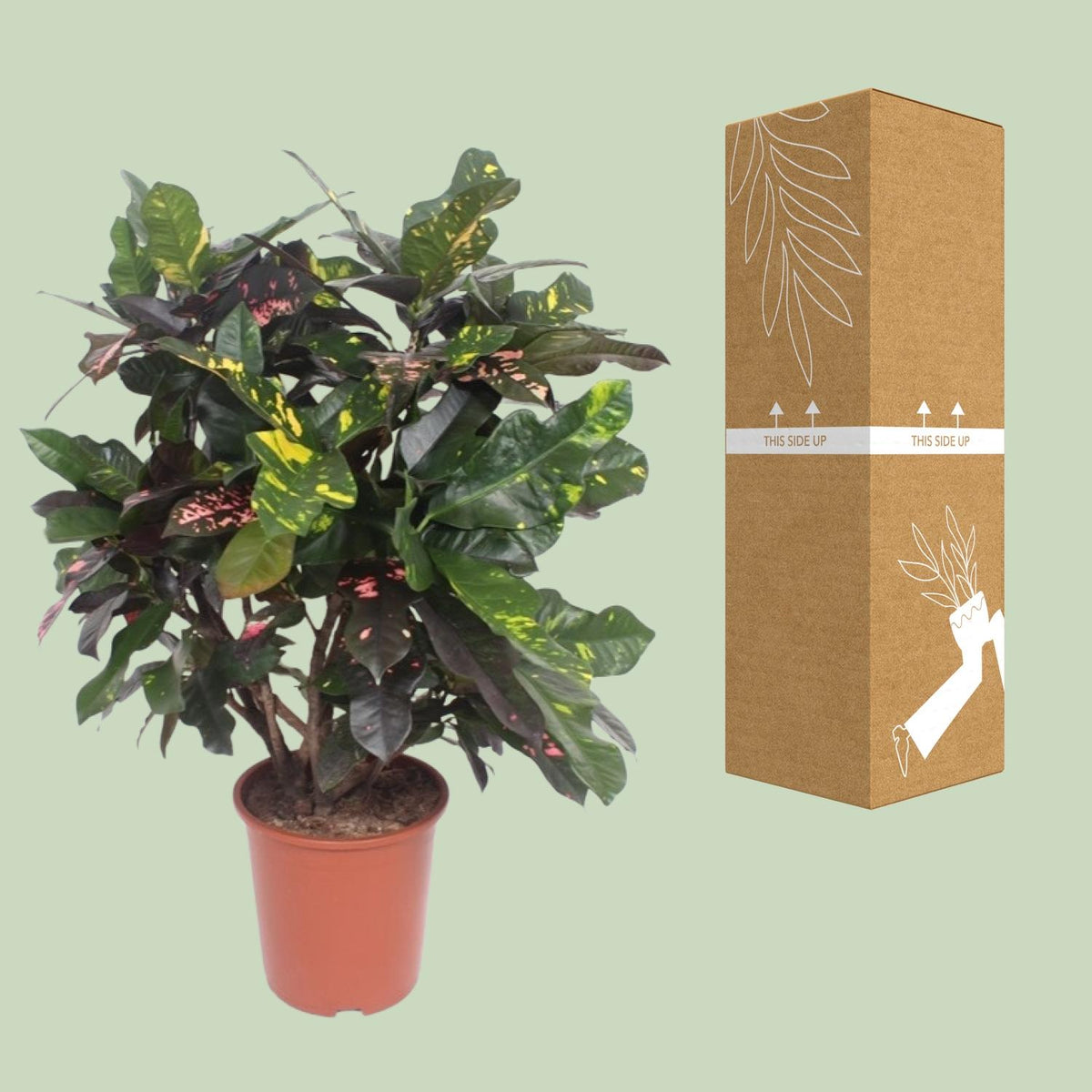 Codiaeum Magnificent (Croton Magnificent), kenmerkend blad