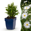 Zeeaster (D) Schneekissen, plant in pot