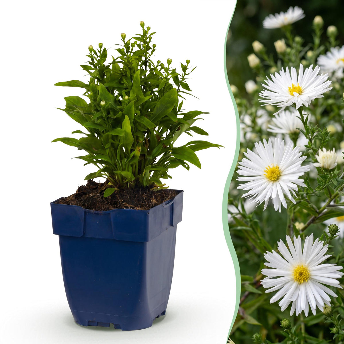 Zeeaster (D) Schneekissen, plant in pot