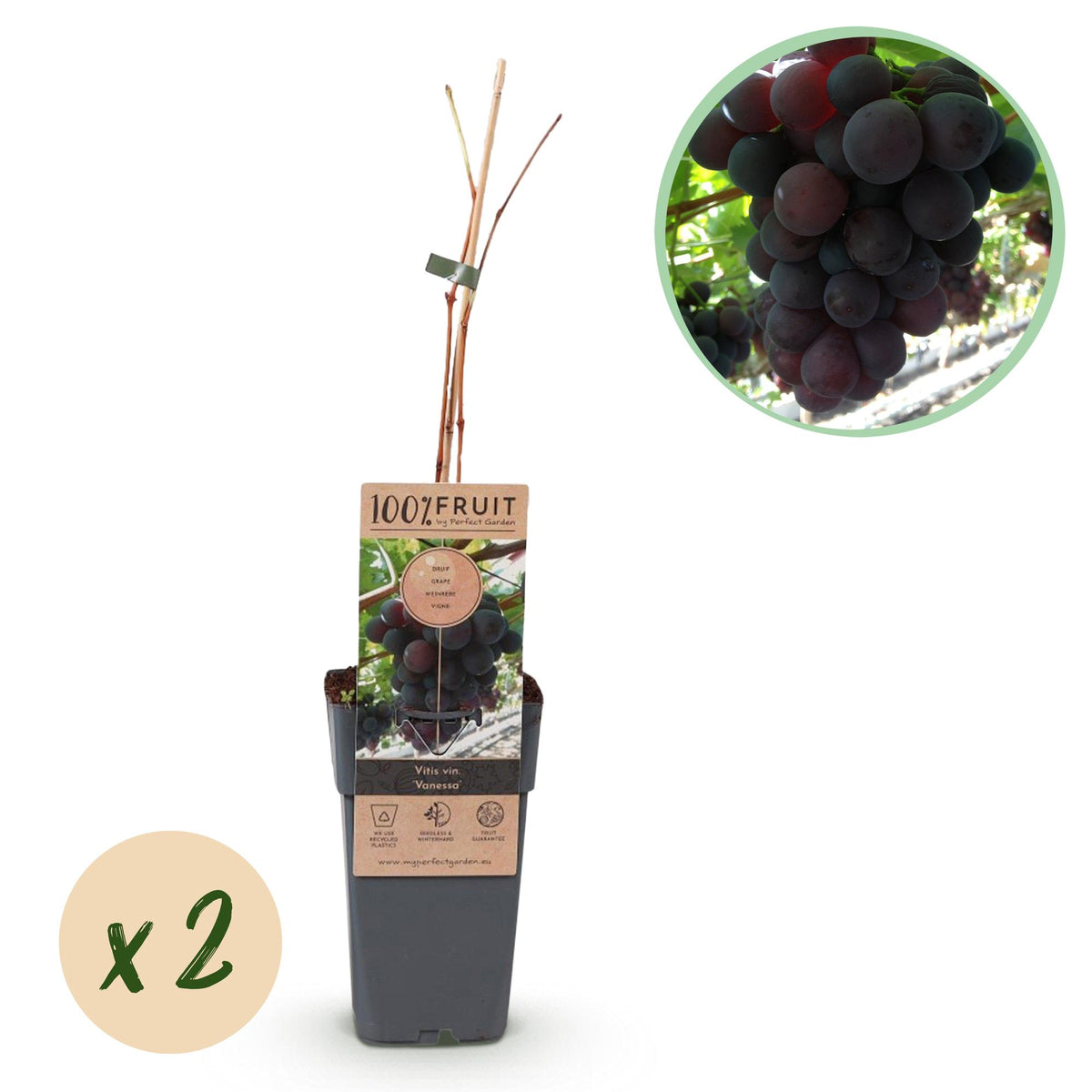 Productafbeelding van Pureplant