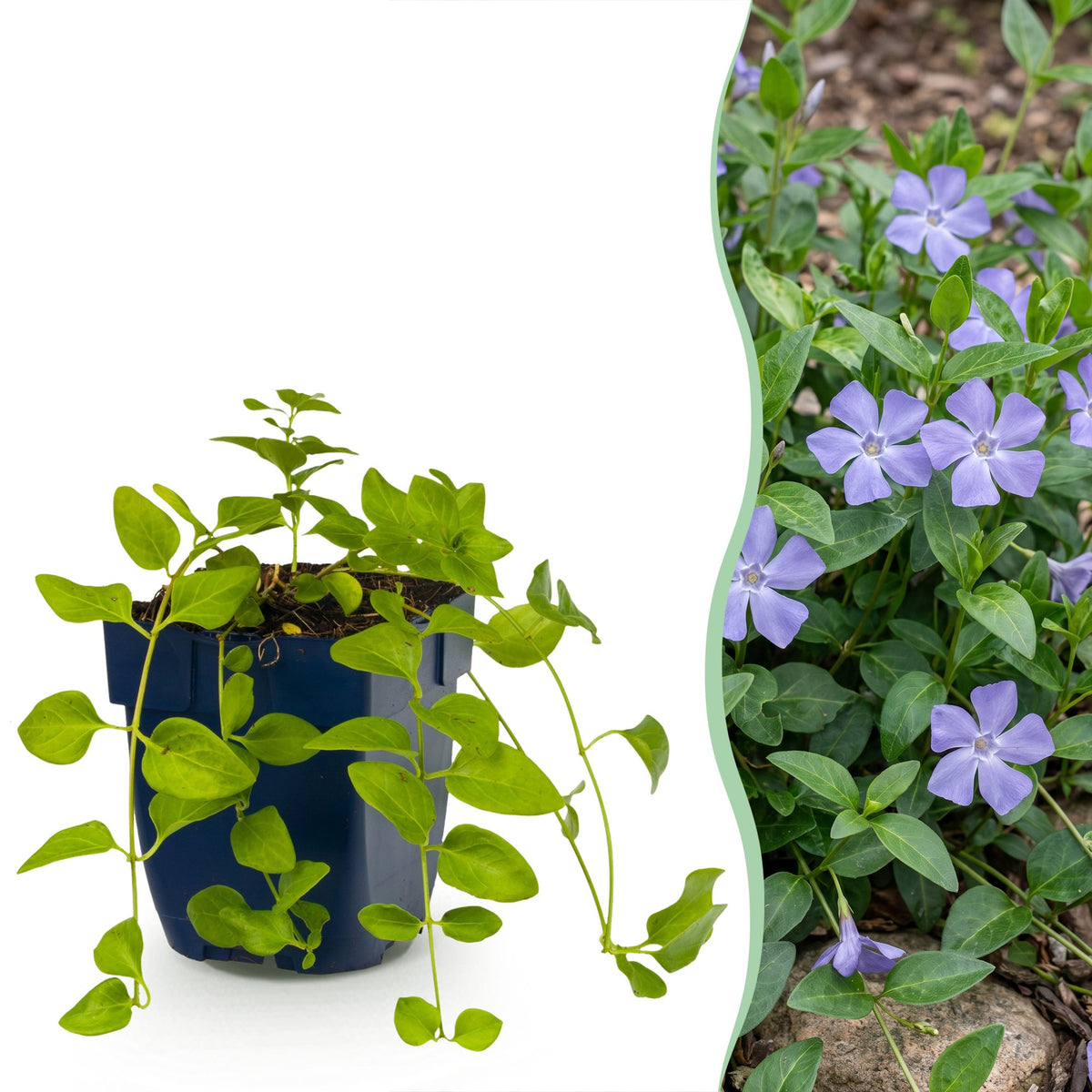 Vinca major - grote maagdenpalm, plant voor tuin en border