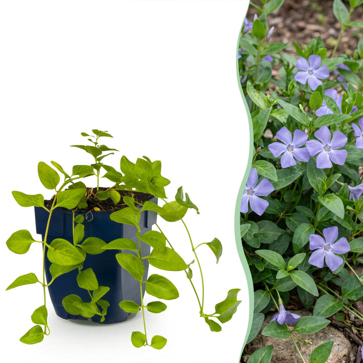 Vinca major - grote maagdenpalm