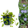 Vinca major - grote maagdenpalm