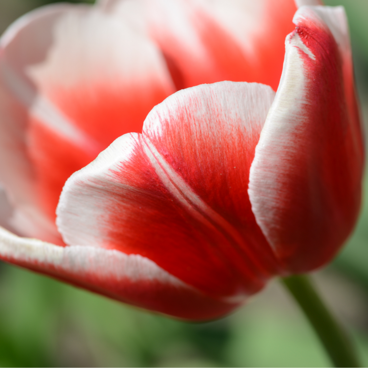 Productafbeelding van Pureplant