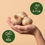 Kievitsbloem bloembollen mix, paars en wit, foto 3