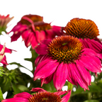Echinacea Purpurea Purple, detail van het blad