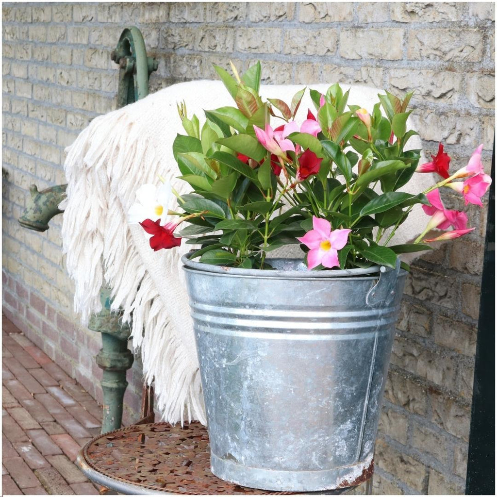 Productafbeelding van Pureplant