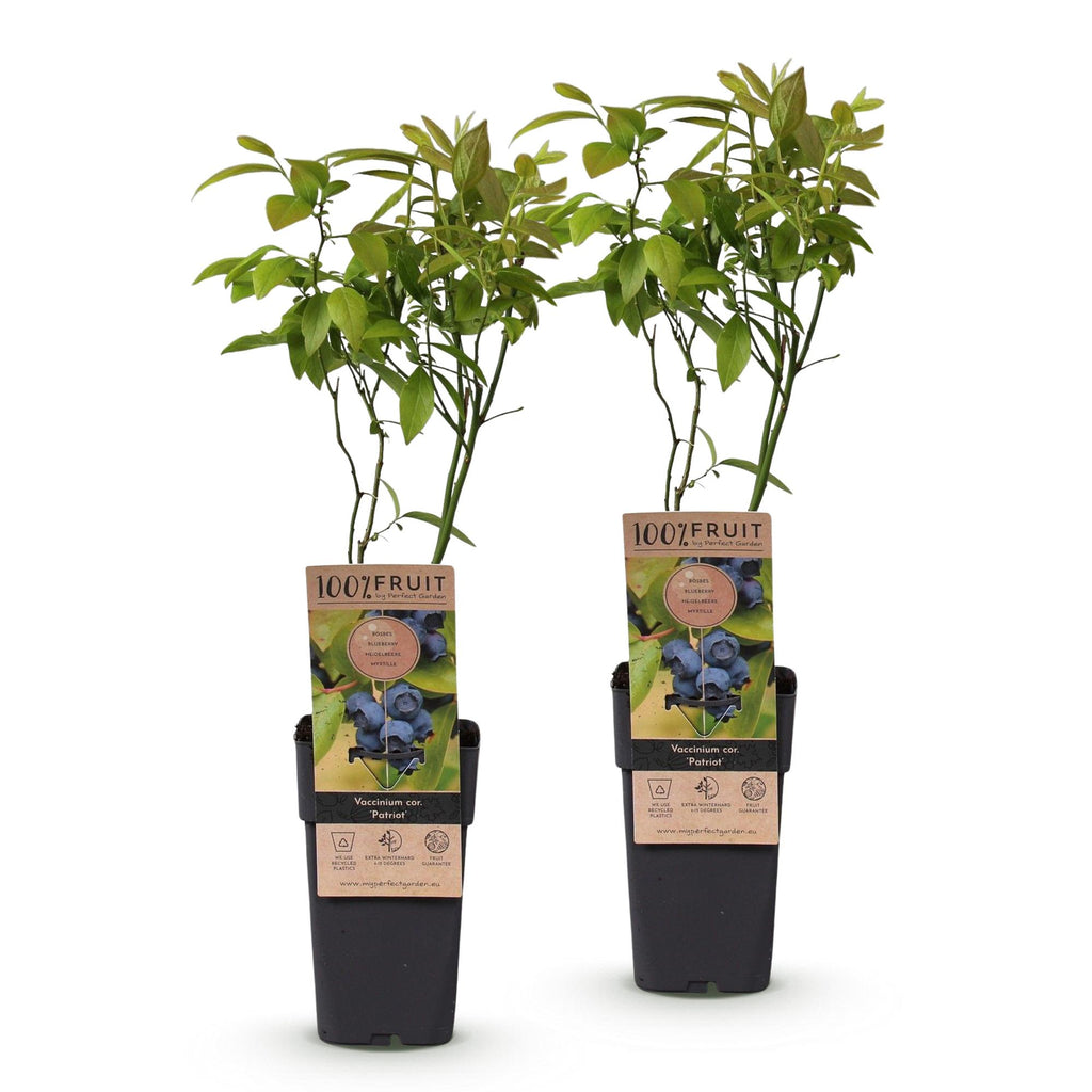 2x Bosbes Patriot, kenmerkend blad