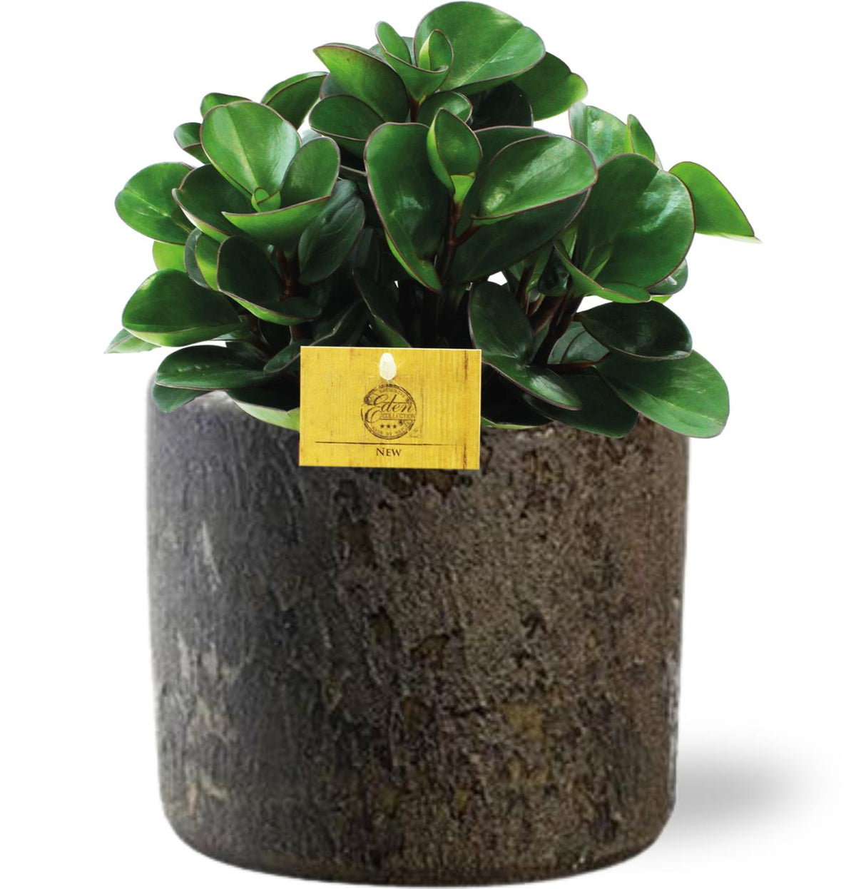 Peperomia Burning Bush, plant in pot