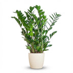 Zamioculcas Zamiifolia met witte pot, detail van het blad