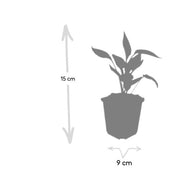 Echinacea p. &
