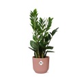 Productfoto van Zamioculcas in ELHO Vibes Fold 14cm roze