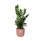 Productfoto van Zamioculcas in ELHO Vibes Fold 14cm roze
