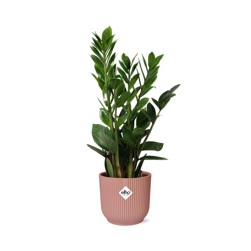 Productfoto van Zamioculcas in ELHO Vibes Fold 14cm roze