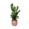 Zamioculcas in ELHO Vibes Fold 14cm roze