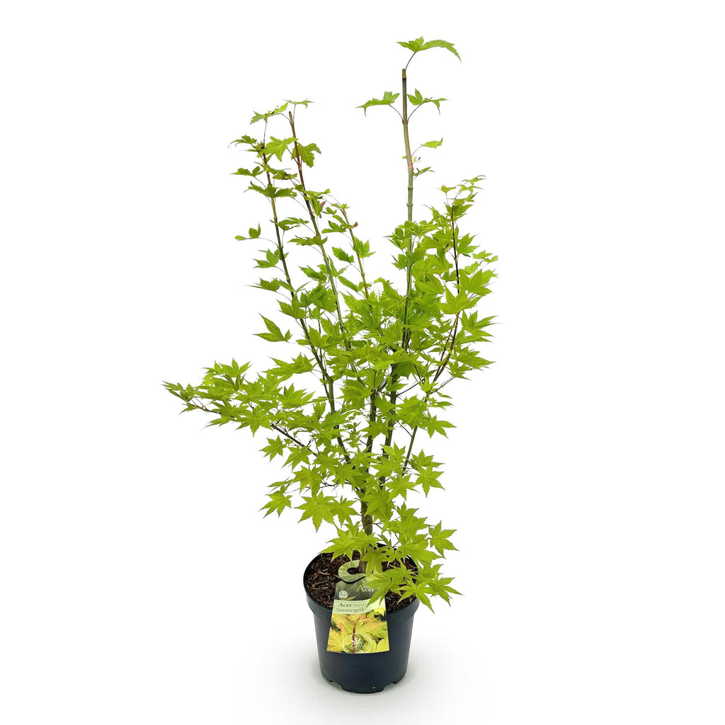 Acer palmatum Summergold, kenmerkend blad
