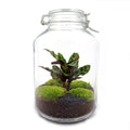 DIY terrarium - Jar Calathea - Zonder gereedschap, plant in pot